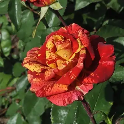 Trandafiri hibrizi Tea - Trandafiri - Valentina™ - 